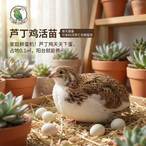 芦丁鸡活苗宠物幼鸟网红60天青年
