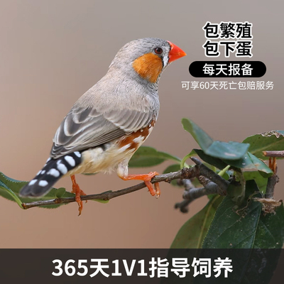 珍珠鸟活物一公一母包下蛋包繁殖