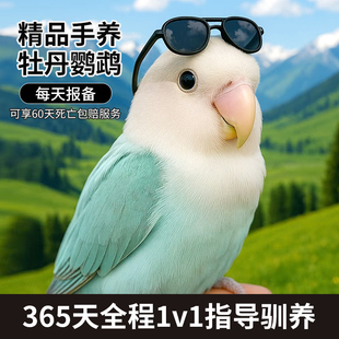 牡丹鹦鹉活鸟幼鸟手养松石伊莎桃面紫熏牡丹鹦鹉半毛雏鸟公母一对