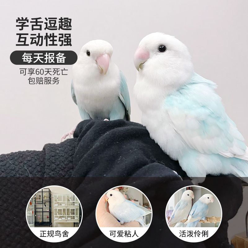 牡丹鹦鹉活鸟每天报备享60天包赔