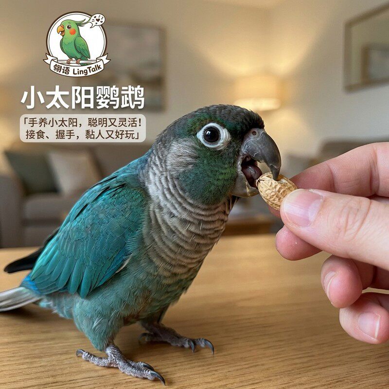 小太阳鹦鹉蓝化绿颊会说话纯手养
