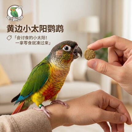 小太阳鹦鹉活鸟会说话手养亲人凤梨黄边肉桂小鸟宠物鸟类半毛雏鸟