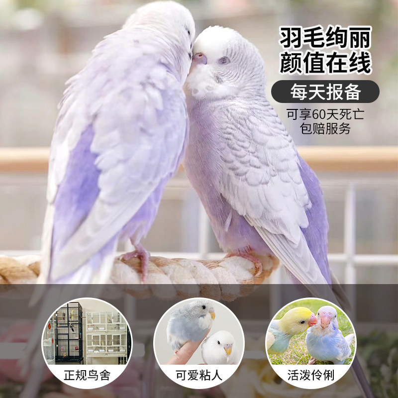 鹦鹉活鸟活物虎皮鹦鹉会学说话的鸟类宠物鸟云斑小型家养小鸟活体,宠物/宠物食品及用品,鸟,淘宝优惠券,粉丝福利购,淘宝优惠卷