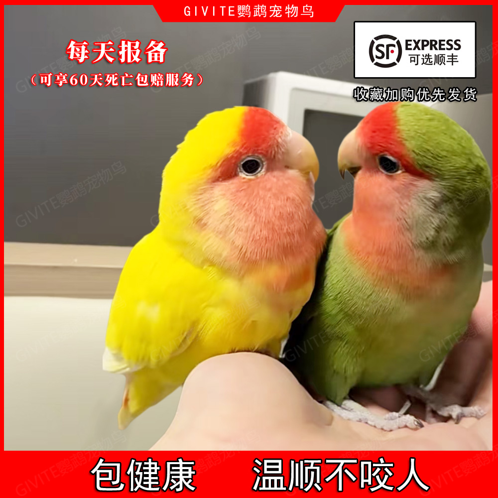 牡丹鹦鹉活鸟纯手养半毛雏鸟成鸟
