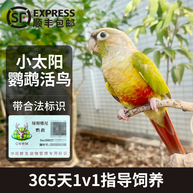 鹦鹉活鸟会说话的小太阳黄边凤梨