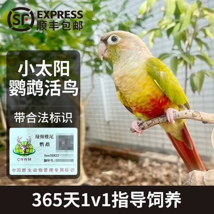 鹦鹉活鸟会说话的金小太阳黄边凤梨手养半毛雏鸟幼崽一公一母带证