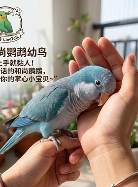 蓝绿和尚鹦鹉幼鸟活鸟半毛雏鸟类