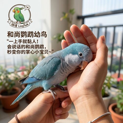 蓝绿和尚鹦鹉幼鸟活鸟半毛雏鸟类