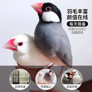 文鸟活鸟雏鸟幼鸟崽手养一对小鸟七彩文鸟适合学生养的珍珠鸟活物