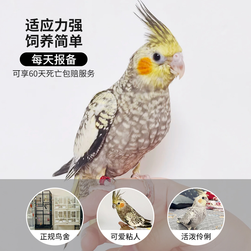 玄风鹦鹉活鸟幼鸟会说话小宠物活物小鸟活鸟类牡丹鹦鹉活鸟珍珠鸟