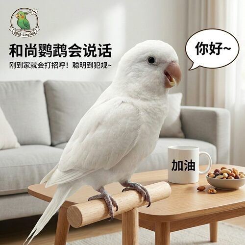 和尚鹦鹉活物幼鸟白和尚中大型鸟