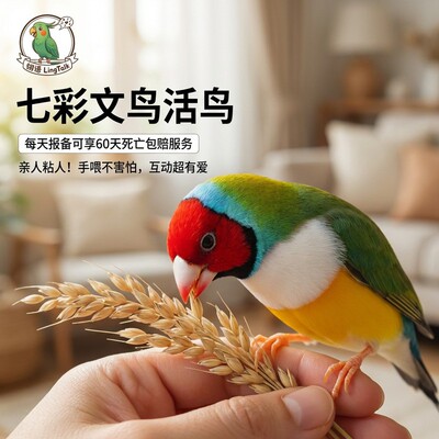 七彩文鸟活鸟幼鸟绿背白胸红头鸟