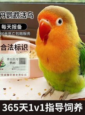 红嘴绿桃活鸟报备享60天死亡包赔