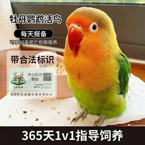 牡丹鹦鹉活鸟手养红嘴绿桃雏鸟幼鸟爱情鸟鹦鹉活鸟会说话公母一对