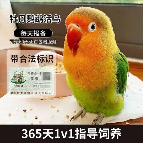 红嘴绿桃活鸟报备享60天死亡包赔
