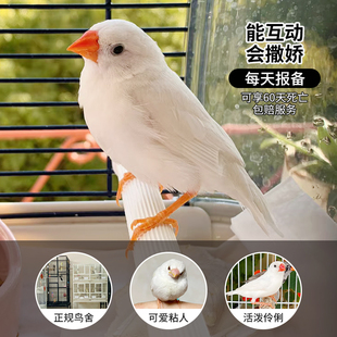 珍珠鸟活物手养幼崽雏鸟一公一母白色活体手养七彩文鸟驼色珍珠鸟