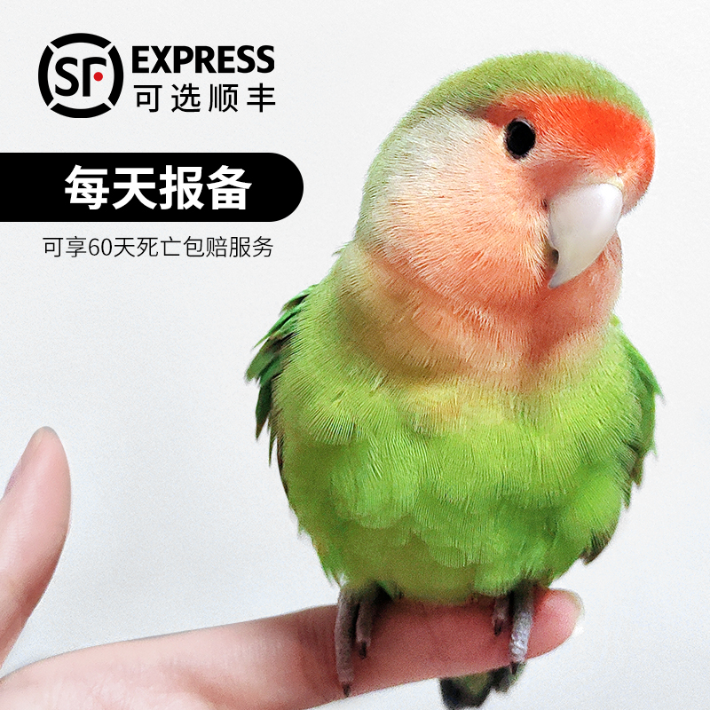 牡丹鹦鹉活鸟黄桃绿桃成鸟纯手养
