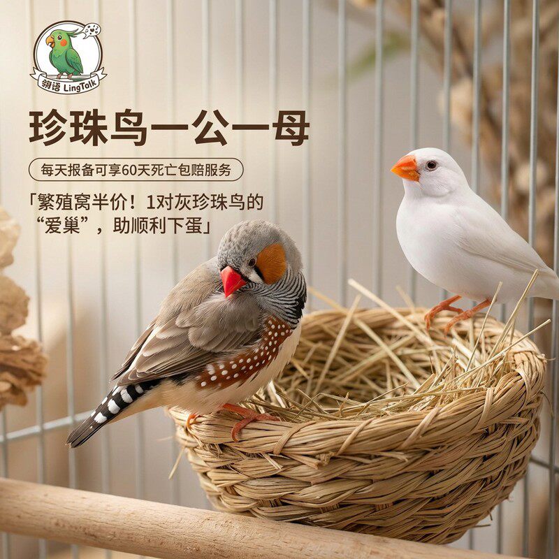 珍珠鸟活物一公一母包繁殖幼鸟苗手养企鹅驼色珍珠鸟七彩文鸟幼崽