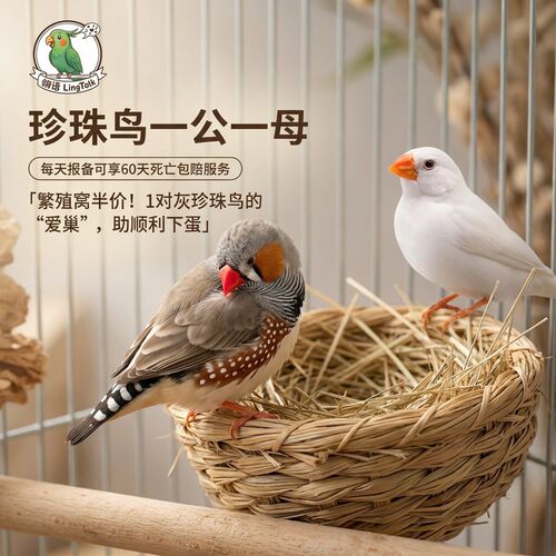 珍珠鸟活物一公一母包下蛋包繁殖