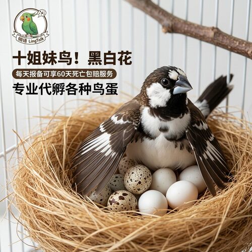 十姐妹保姆鸟包下蛋繁殖指导饲养