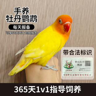 牡丹鹦鹉活鸟幼鸟纯手养半毛爱情鸟费氏黄金丝红嘴头类鹦鹉会说话