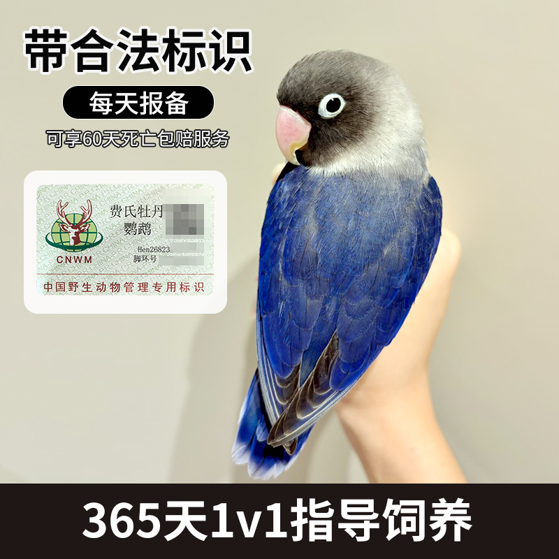 黄金丝幼鸟公母一对60天死亡包赔