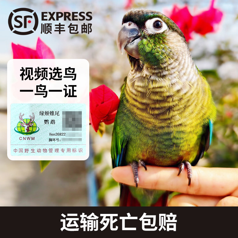 小太阳鹦鹉活鸟幼鸟鹦鹉雏鸟黄边绿颊凤梨活体断奶全毛小太阳幼鸟