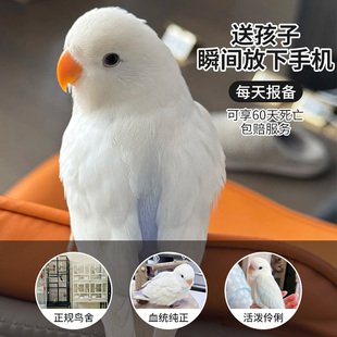 牡丹鹦鹉活鸟幼鸟头类绿金丝手养半毛雏鸟一公一母亲人鹦鹉会说话