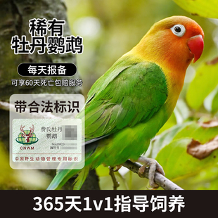 牡丹鹦鹉活鸟幼崽花桃特色纯手养幼鸟普兰黑头牡丹鹦鹉活体手养鸟