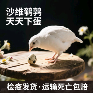 鹌鹑鸟活物青年鹌鹑活苗天天下蛋黄羽沙维散养鸡活体鹌鹑阳台宠物