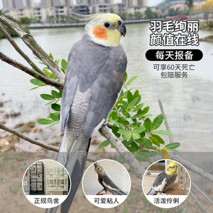 成年玄风鹦鹉活鸟会说话小宠物活物小鸟活鸟类牡丹鹦鹉活鸟珍珠鸟