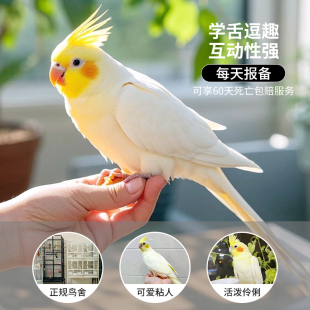 成年玄风鹦鹉活鸟会说话小宠物活物小鸟活鸟类牡丹鹦鹉活鸟珍珠鸟