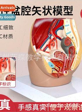 Female Reproductive Sagtal Anatomy Model Female Urinary Uter