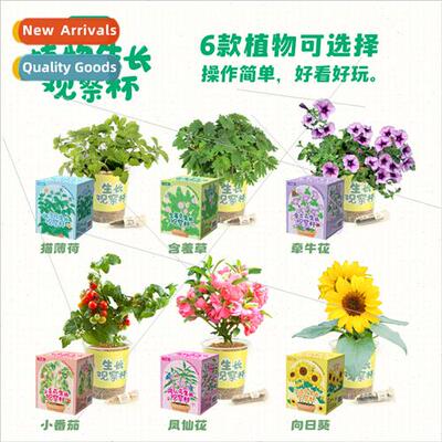 plant observation cup 适用children students educational scie