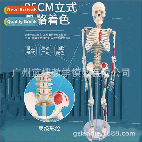 85cm human skeleton specimen wh half muscle coloring muscle