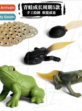 animal growth cycle model plastic toys frog butterfly rooste