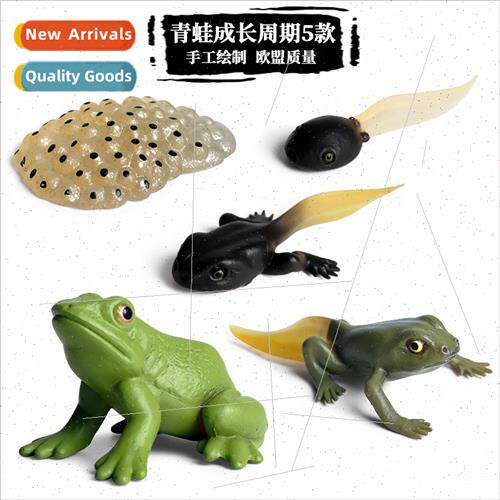 animal growth cycle model plastic toys frog butterfly rooste