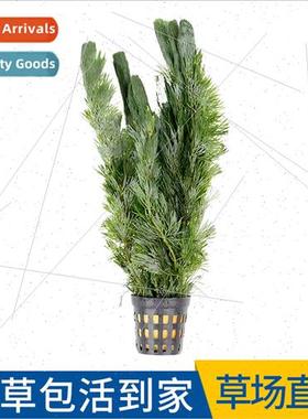 Green Chrysanthemum Aquatic Plant Fish Tank Aquascape ve Rea