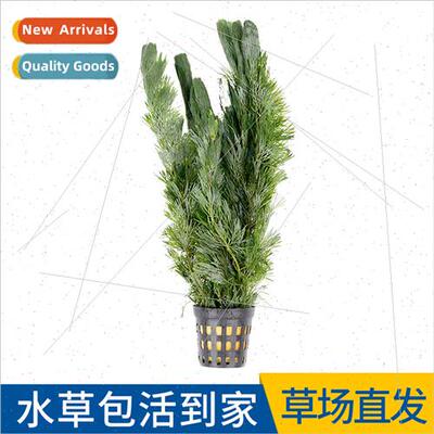 Green Chrysanthemum Aquatic Plant Fish Tank Aquascape ve Rea