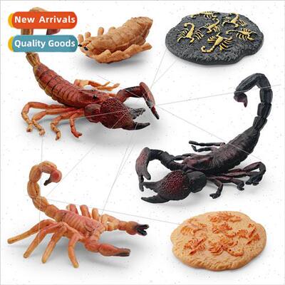 Insect growth cycle model scorpion growth life process anima