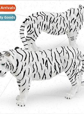 Solid static wildlife whe male tiger children science educat