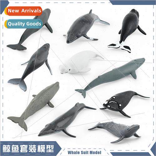 Model Right Whale Beluga Whale Bryde Whale Humpback Whale Se