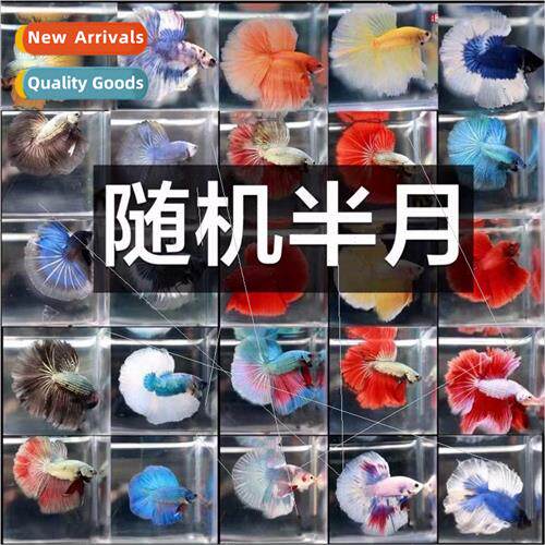 Thailimports tropical fish fighting fish lion king general p