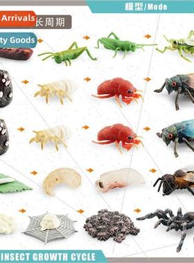 Mini animals grasshoppers cicadas bees spiders growth cycle