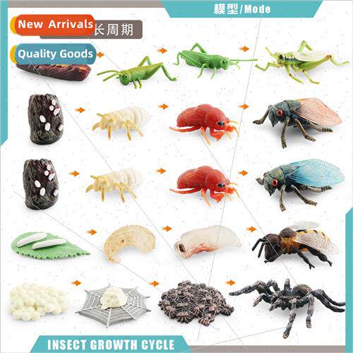 Mini animals grasshoppers cicadas bees spiders growth cycle