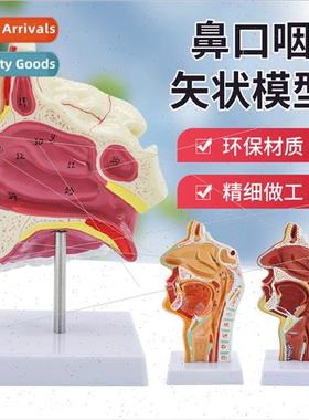 Nasal Anatomy Model ENT Medical Nasopharyngeal Throat Model