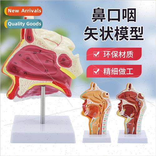 Nasal Anatomy Model ENT Medical Nasopharyngeal Throat Model