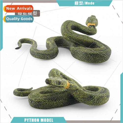 Wild reptile python model boa plum snake boa constrictor sol