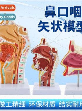 Human Nasal Oral Oropharyngeal Anatomy Sagtal Oral Nose Thro