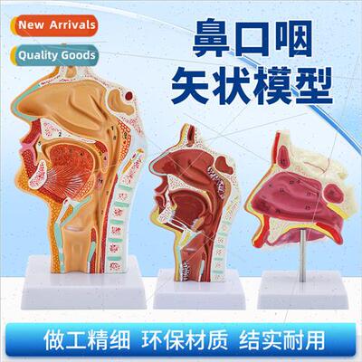 Human Nasal Oral Oropharyngeal Anatomy Sagtal Oral Nose Thro